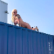 A tattooed, blonde, European girl risks her life to poop over the side of a high shipping container overlooking a long drop below. Her massive poop is mashed completely flat by the long fall. Presented in 720P HD. About 2.5 minutes.